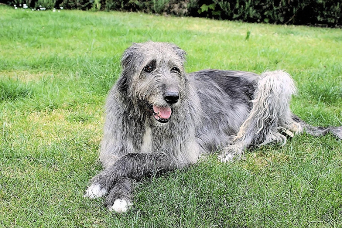 races de chiens de chasse