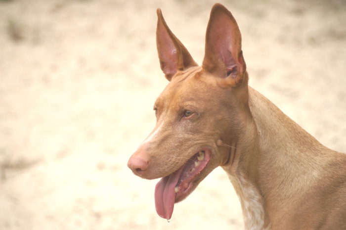 chiens de combat