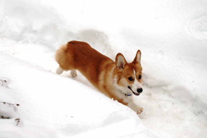 petites races de chiens