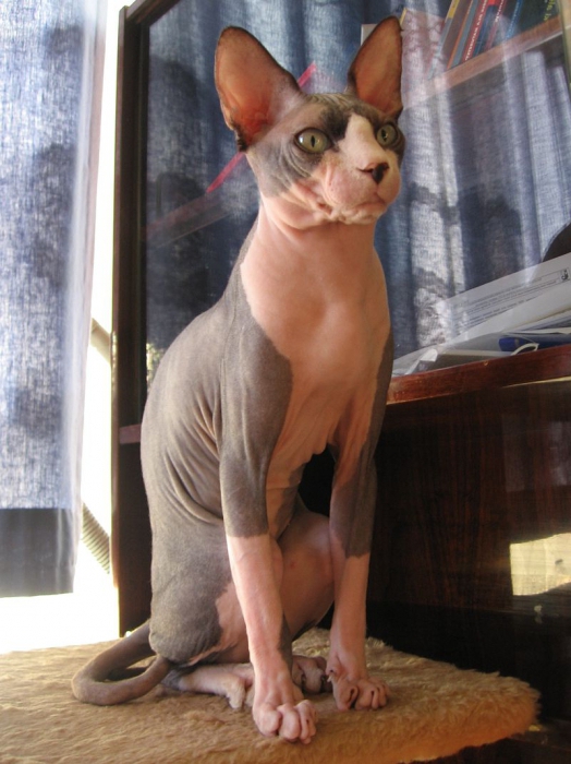 sphynx chats