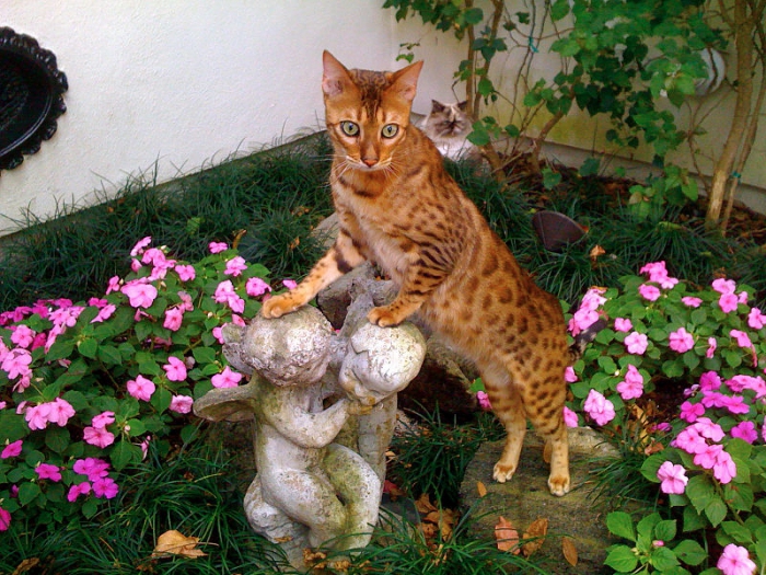 la race de chat la plus chère du monde