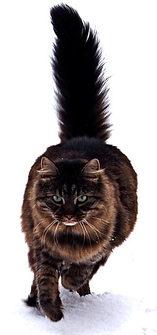 Race Maine Coon