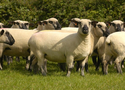 élevage de moutons en tant qu'entreprise