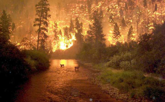 feu de forêt