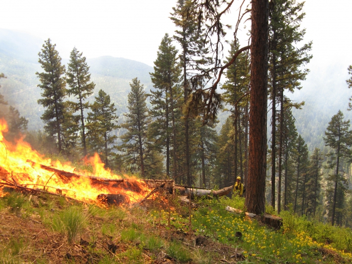 conséquences des incendies