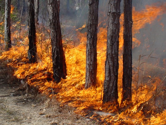 feux de forêt