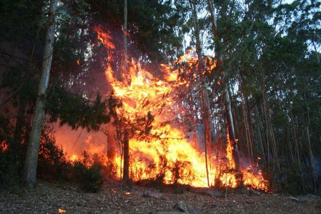 classement feu de tourbe