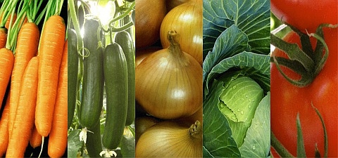 graines de légumes hollandais