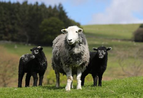 élevage et élevage de moutons