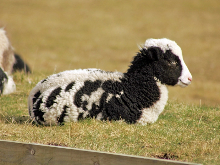 élevage de moutons à vendre