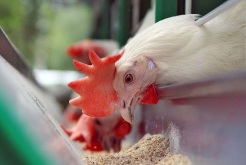 comment ouvrir un magasin d'aliments pour animaux