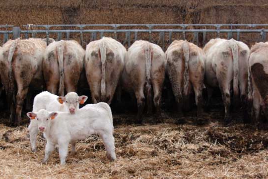 technologie de production d'aliments pour animaux