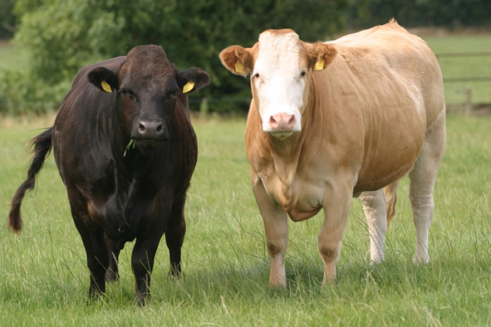 plan d'affaires de bovins de boucherie