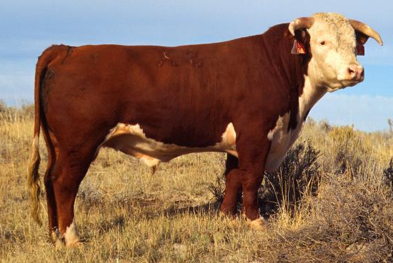 élevage de viande et de bétail laitier