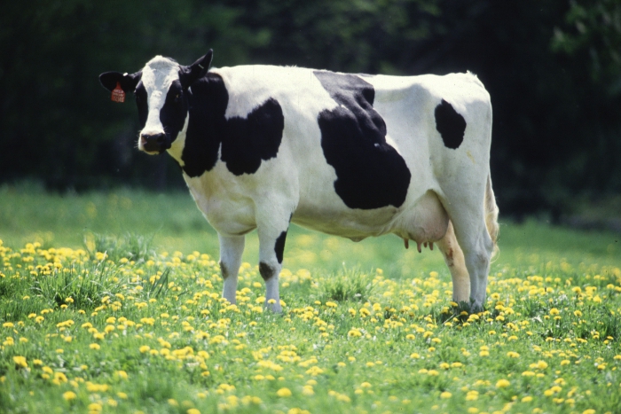  rendement du boeuf à partir du poids vif