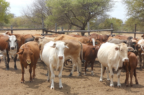 la production de boeuf