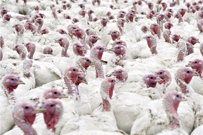 l'aviculture en tant que petite entreprise