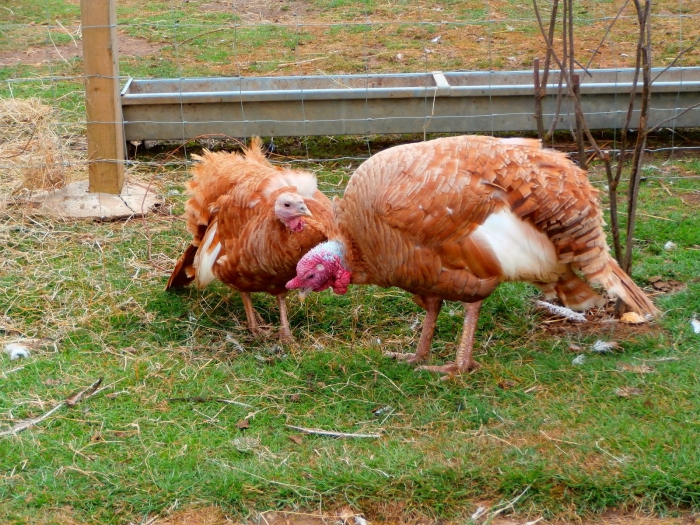 ferme de poulet à la maison