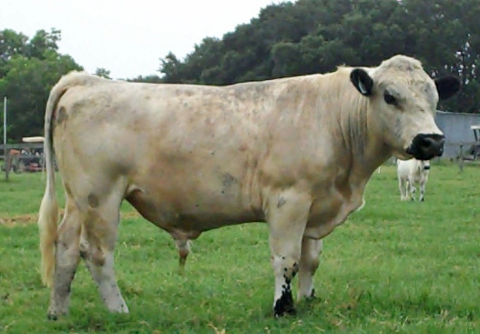 élevage de taureaux pour la viande en tant qu'entreprise