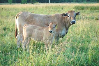 taureaux d'élevage pour la viande