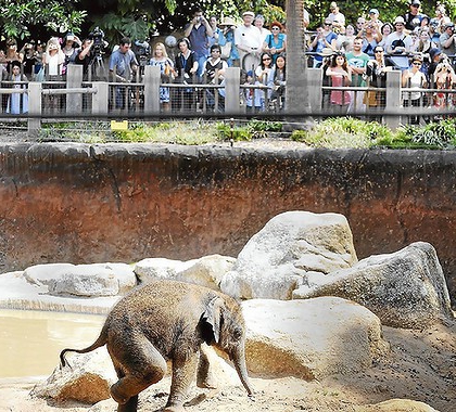 cum să deschizi o grădină zoologică de contact