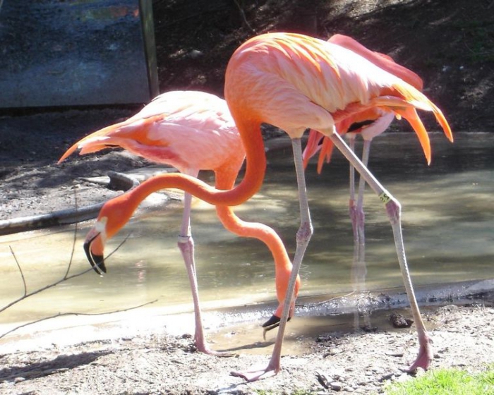 cumpără animale pentru grădina zoologică