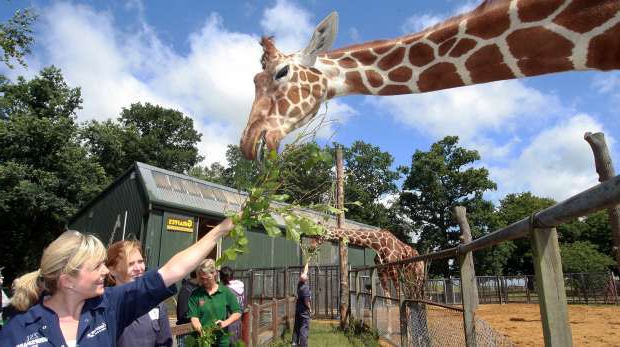 plan de afaceri zoo