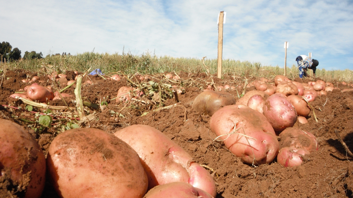 entreprise de la pomme de terre