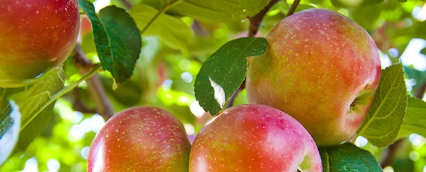 traitement des pommes