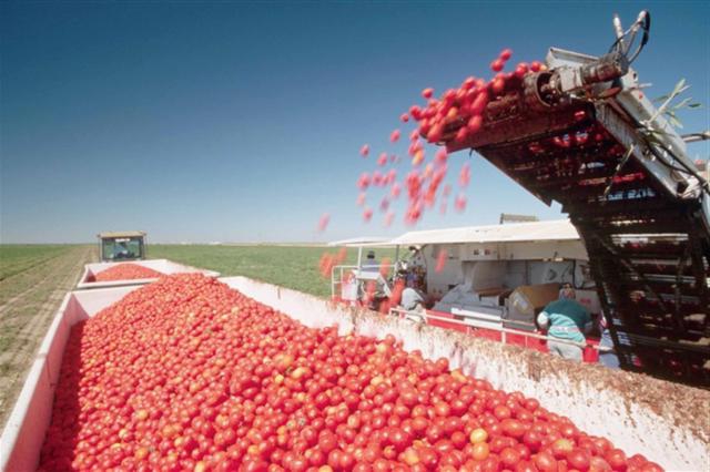 emballage de pâte de tomate