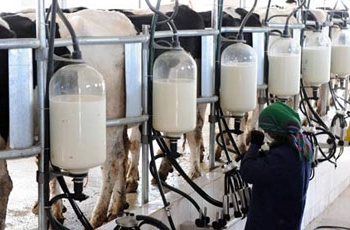 processus de production de lait