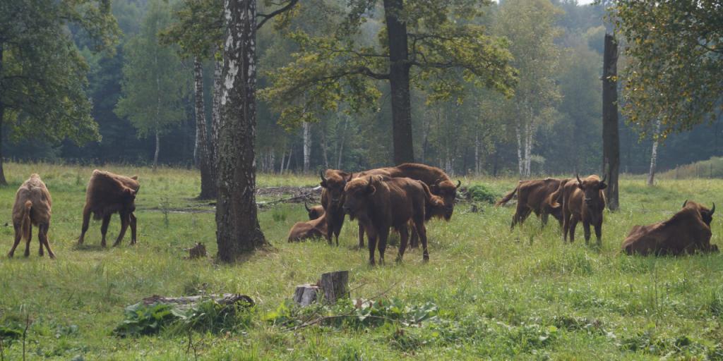 Rezervația naturală de stat Prioksko-Terrasny