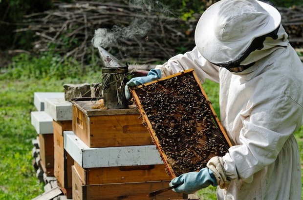 où commencer l'apiculture