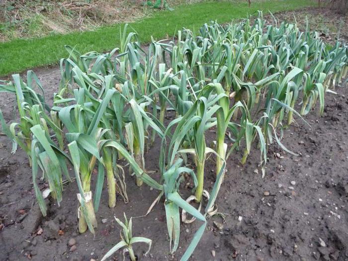 oignons cultivés à la maison