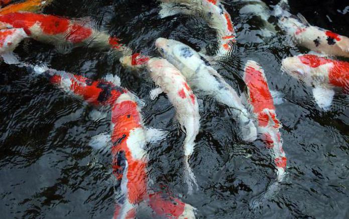 maladies des poissons carpes