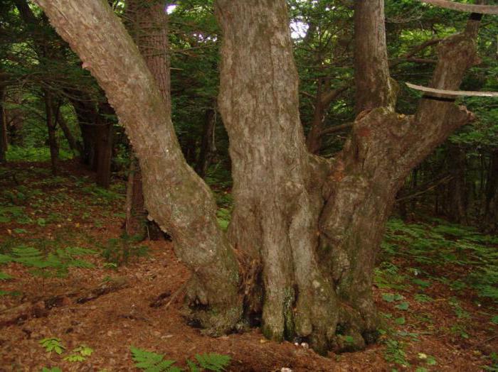 Réserve naturelle d'État de Lazovski nommée d'après L. Kaplanov