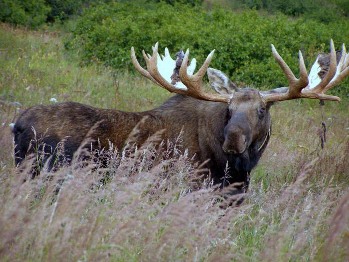 animaux de la réserve de Lazovski