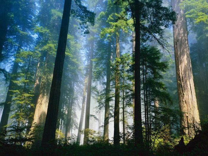 type de forêt de conifères