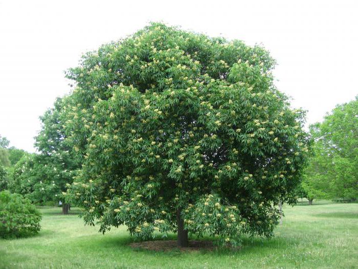 déterminer le type de forêt