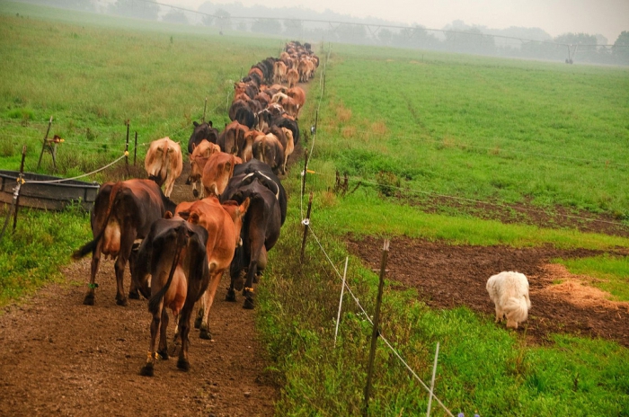 terres agricoles