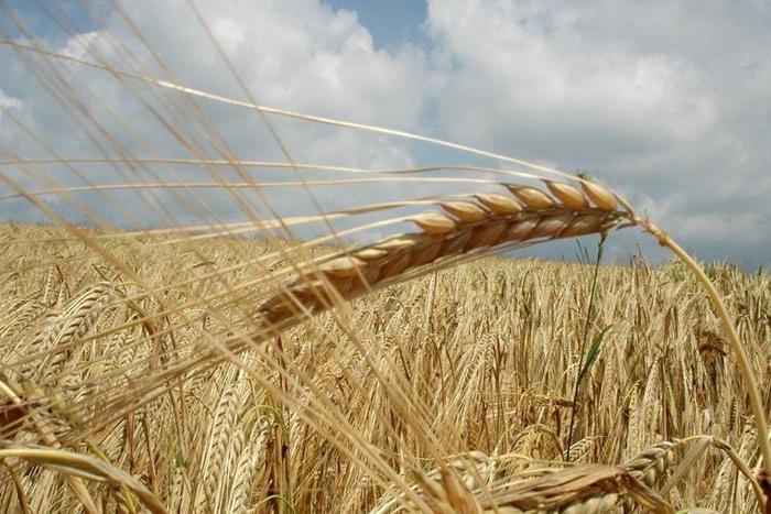 taxe agricole unique pour les producteurs agricoles