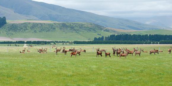 élevage de cerfs