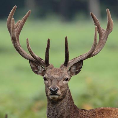 élevage de cerfs domestiques