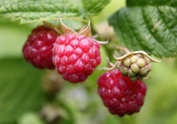 culture de la framboise et taille de soin