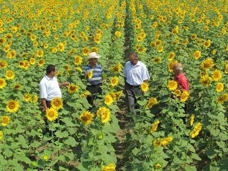 Culture de tournesol utilisant la technologie zéro