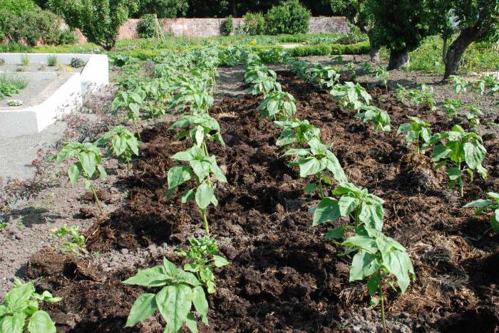 Culture annuelle de tournesol