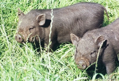 élevage de porcs vietnamiens