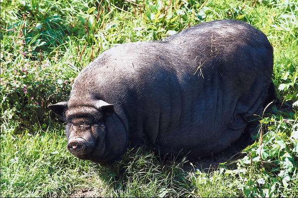 élevage de cochons bâtards vietnamiens