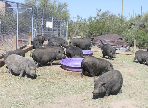 élevage de porcs à ventre