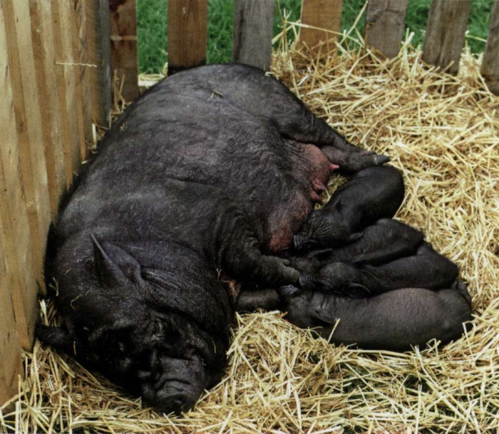 élevage de porc à la maison